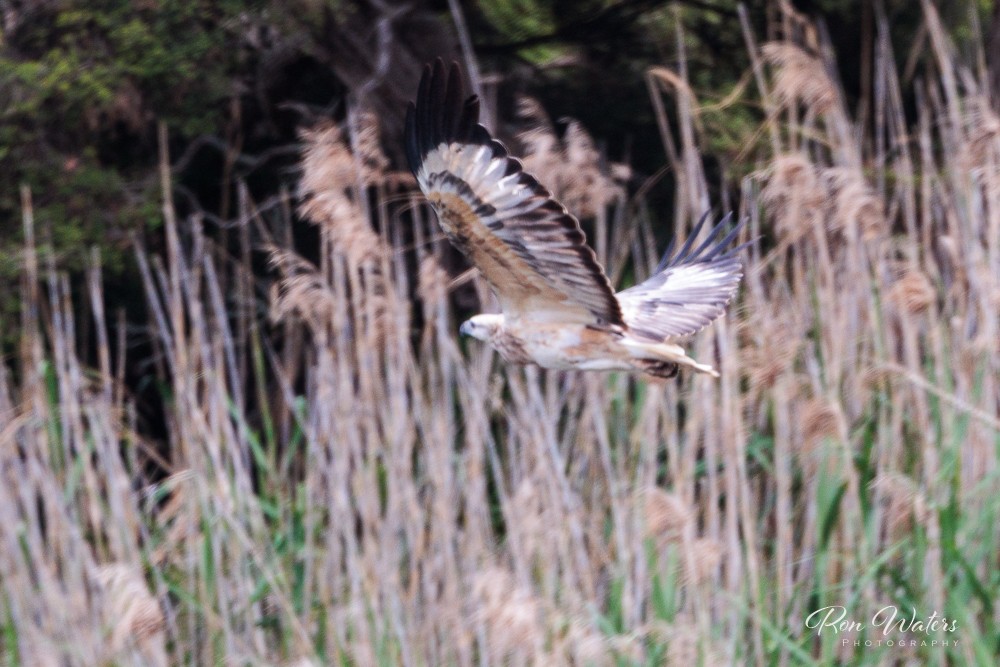 White-bellied Sea-Eagle - Ron` Waters