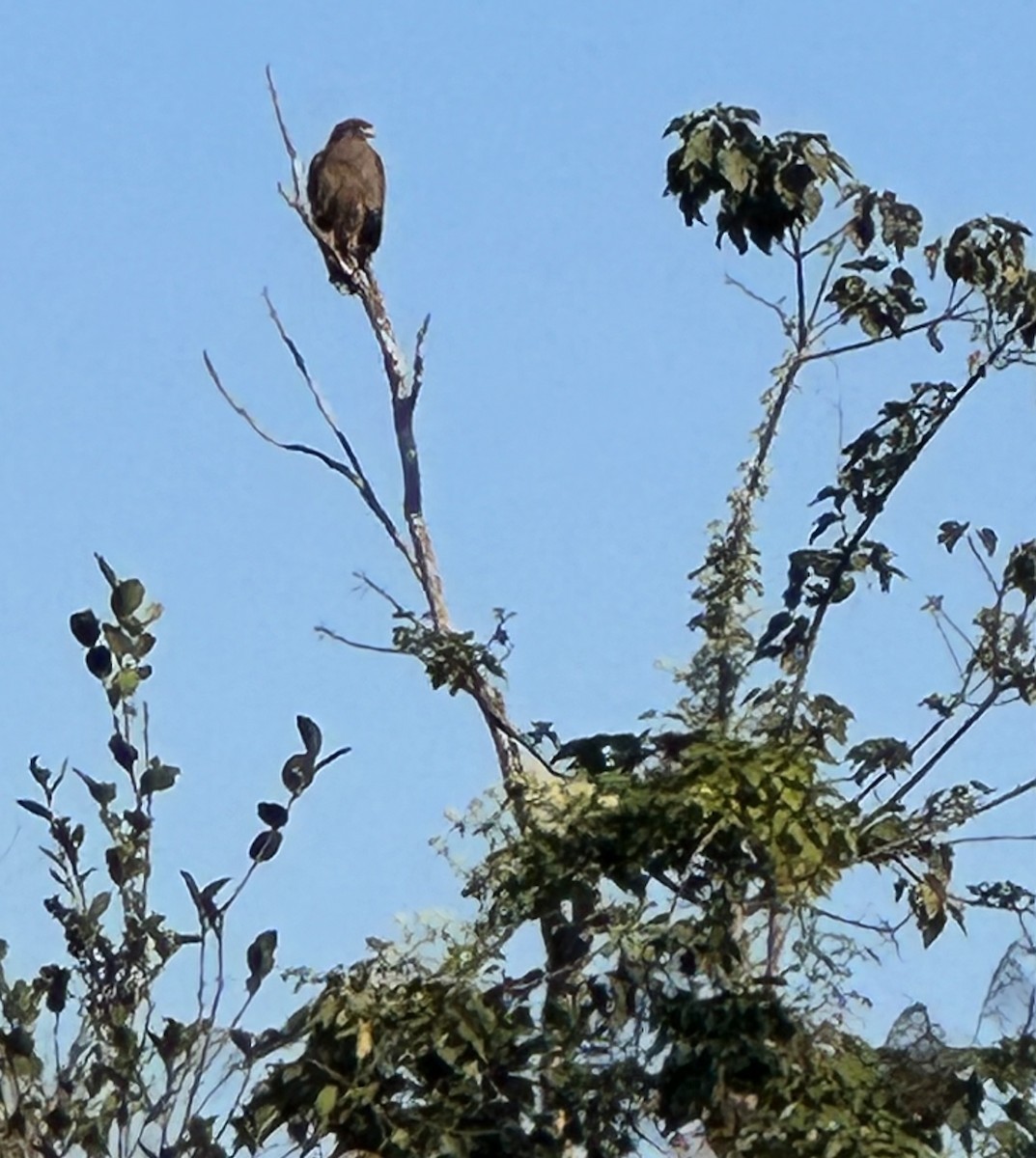 Crested Serpent-Eagle - 淑敏 鄭