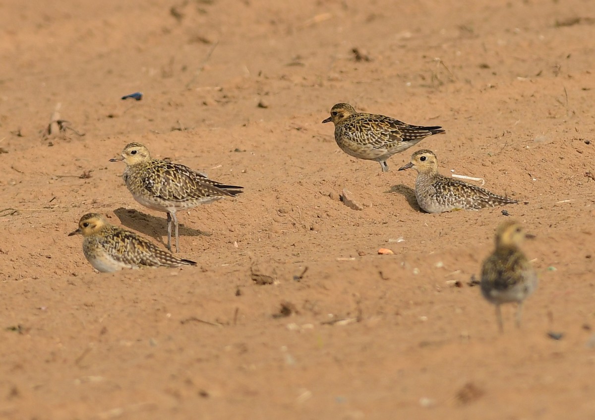 Pacific Golden-Plover - Ajoy Kumar Dawn