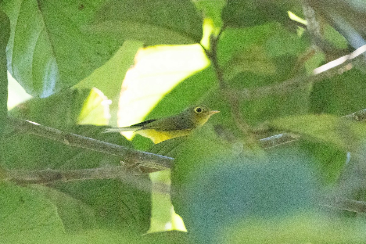 Whistler's Warbler - Anisuzzaman Babla