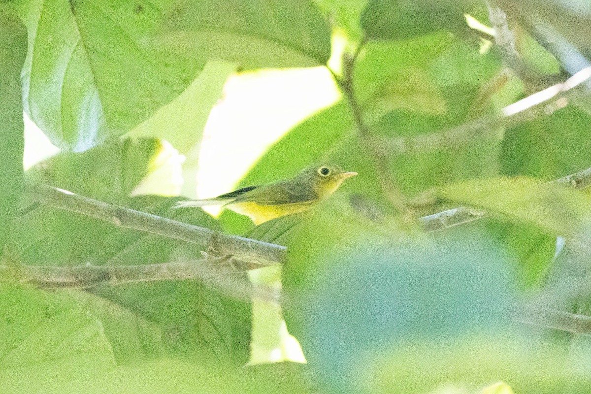 Whistler's Warbler - Anisuzzaman Babla