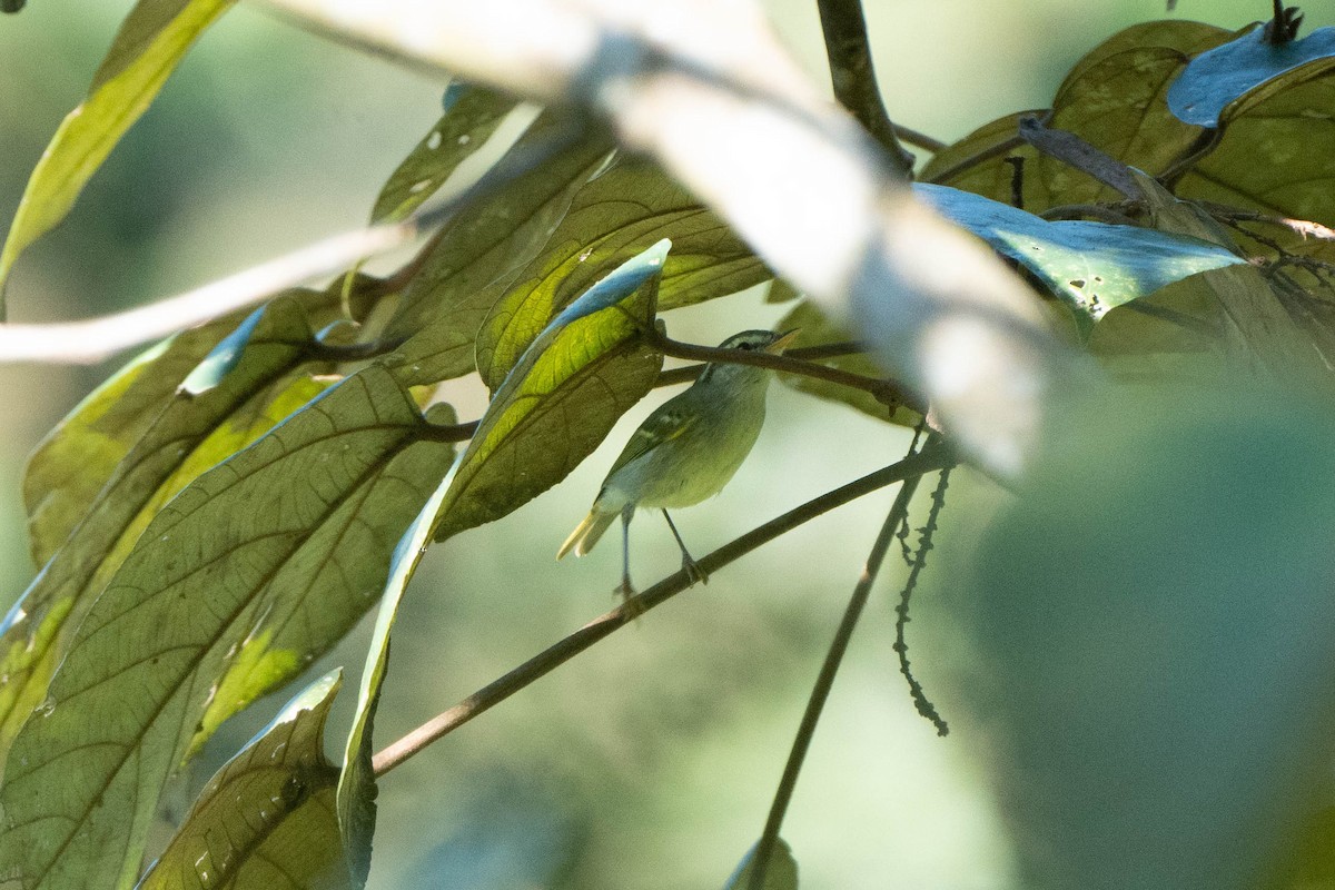 Blyth's Leaf Warbler - Anisuzzaman Babla