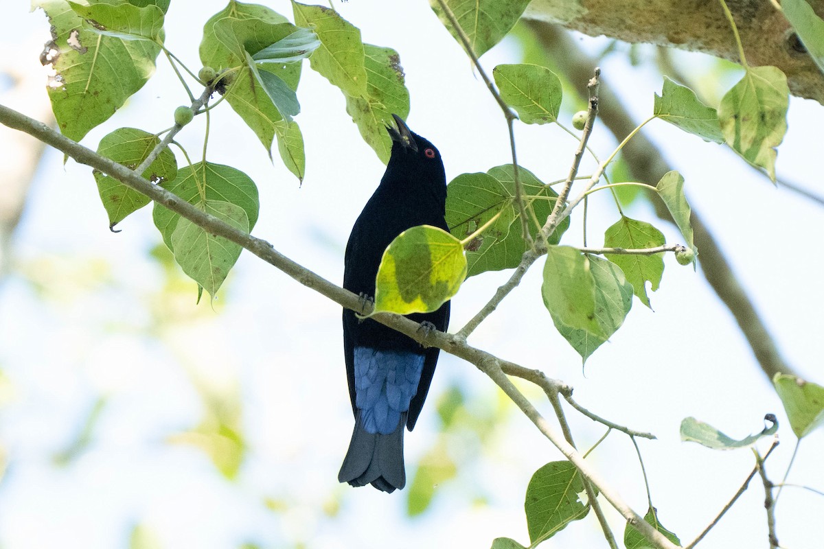 Asian Fairy-bluebird - ML611615361