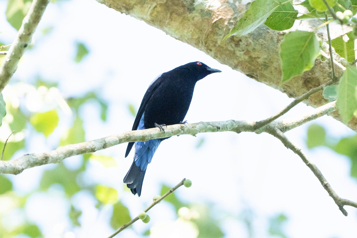 Asian Fairy-bluebird - ML611615362