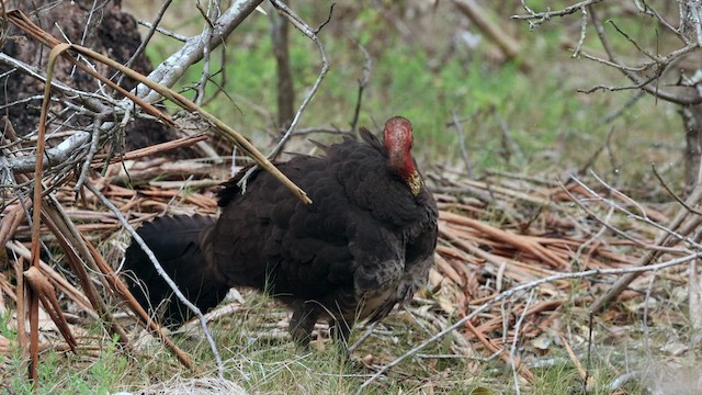 Australian Brushturkey - ML611615407