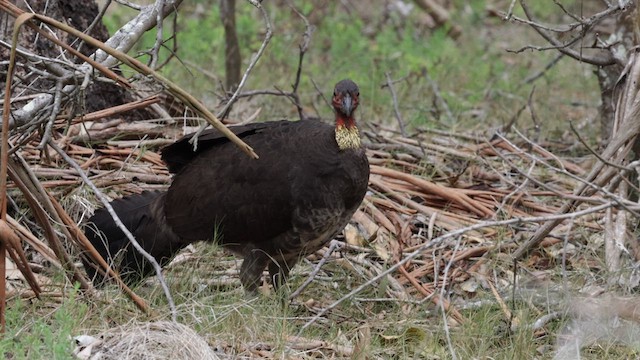 Australian Brushturkey - ML611615413