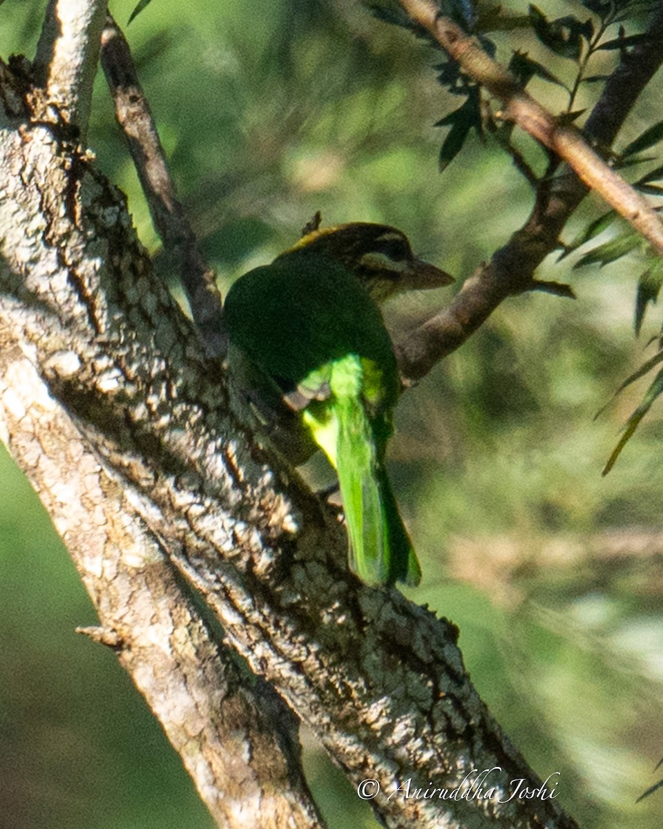 White-cheeked Barbet - Aniruddha Joshi