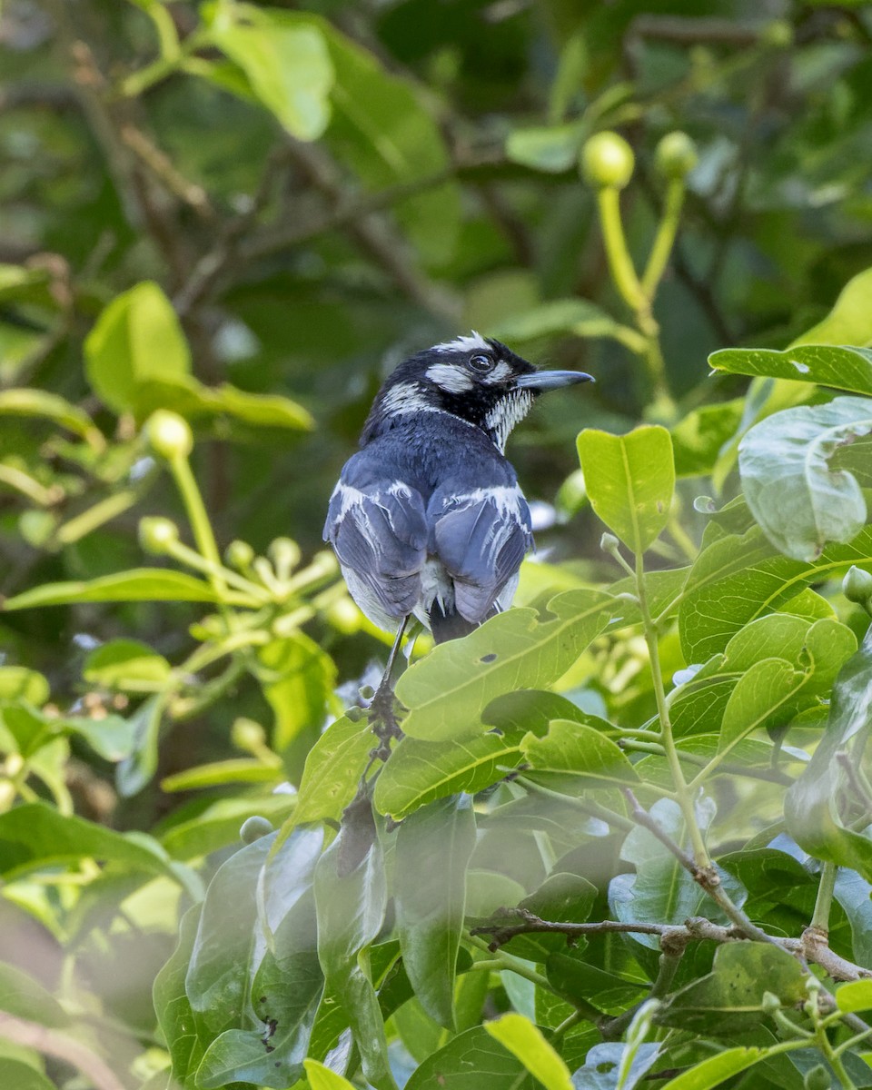 White-eared Monarch - ML611615510