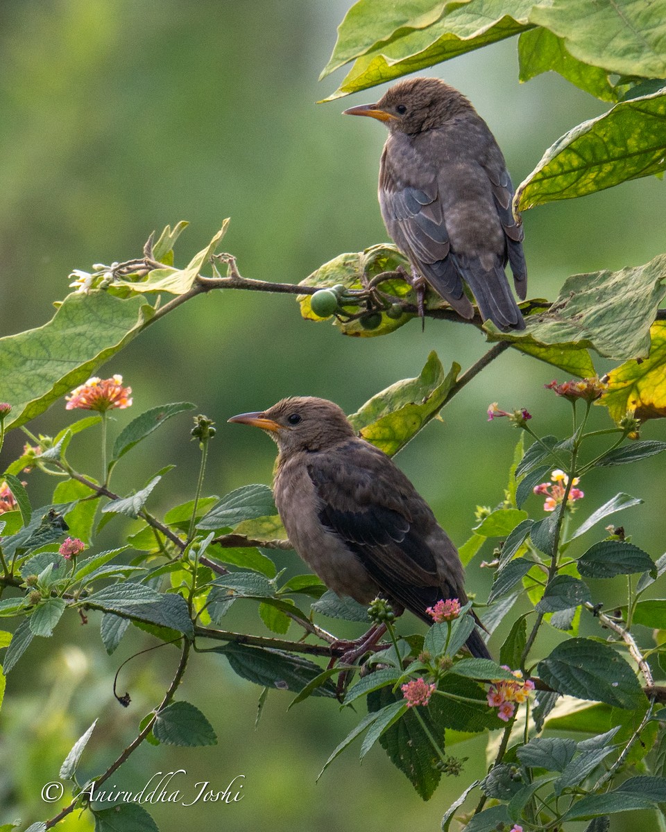 Rosy Starling - Aniruddha Joshi