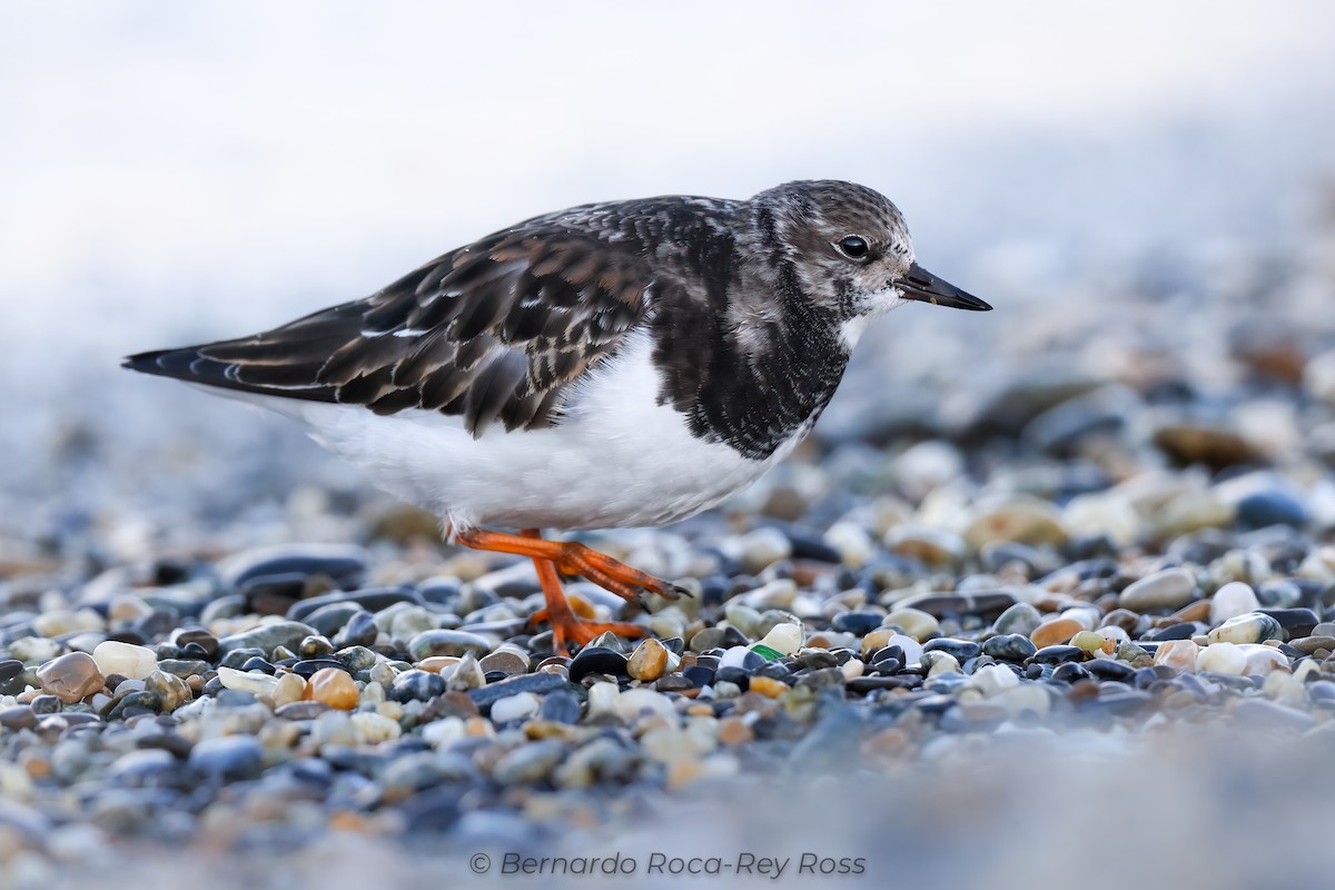 kamenáček pestrý - ML611615546