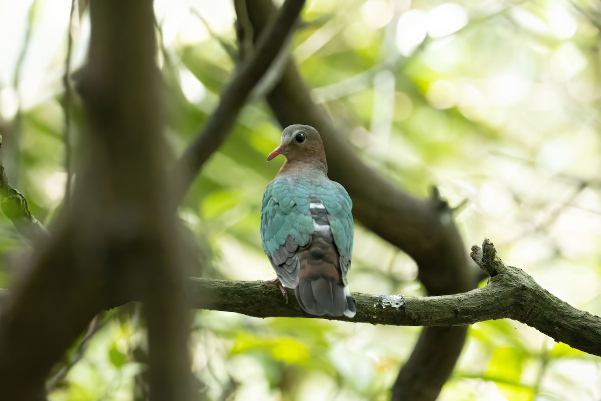 Palomita Esmeralda Cabecigrís - ML611615565