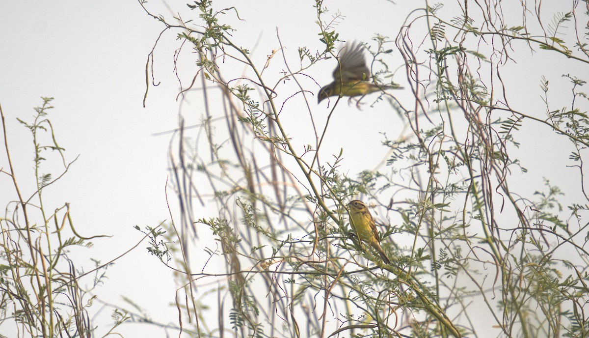 Zigolo dal collare - ML611615602