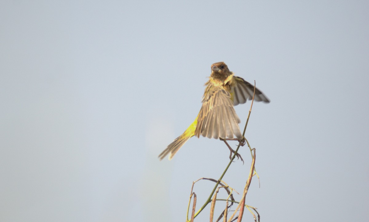 Zigolo testaranciata - ML611615617