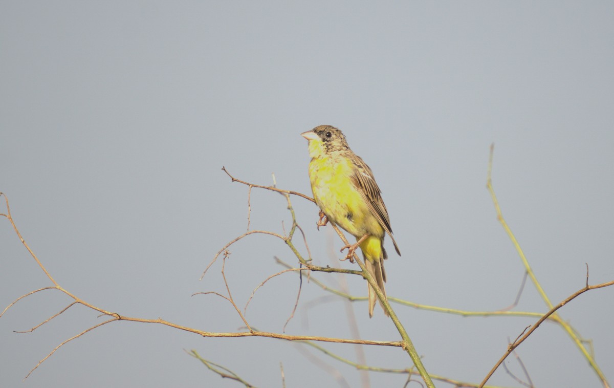 Zigolo capinero - ML611615644