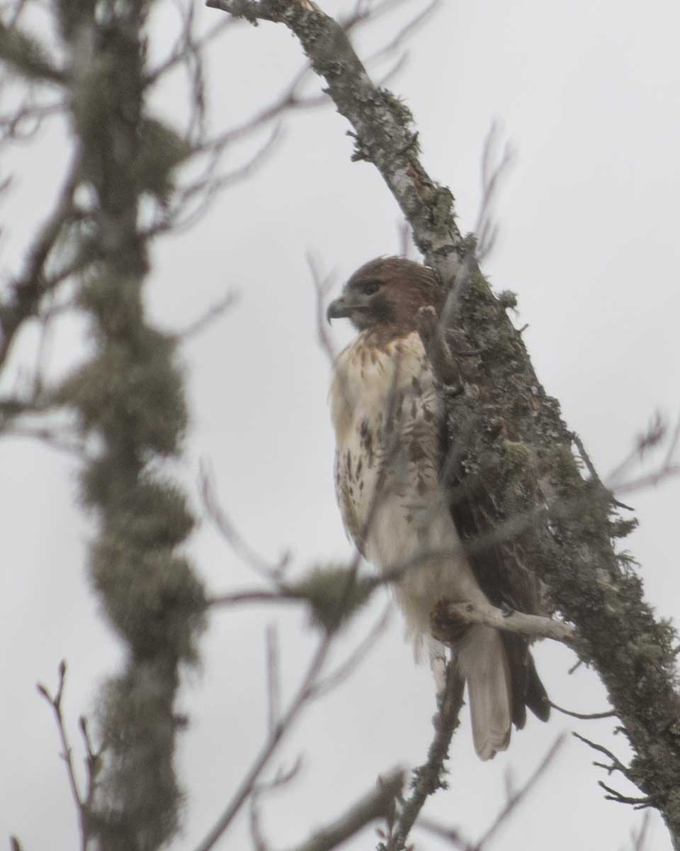Red-tailed Hawk - ML611615679