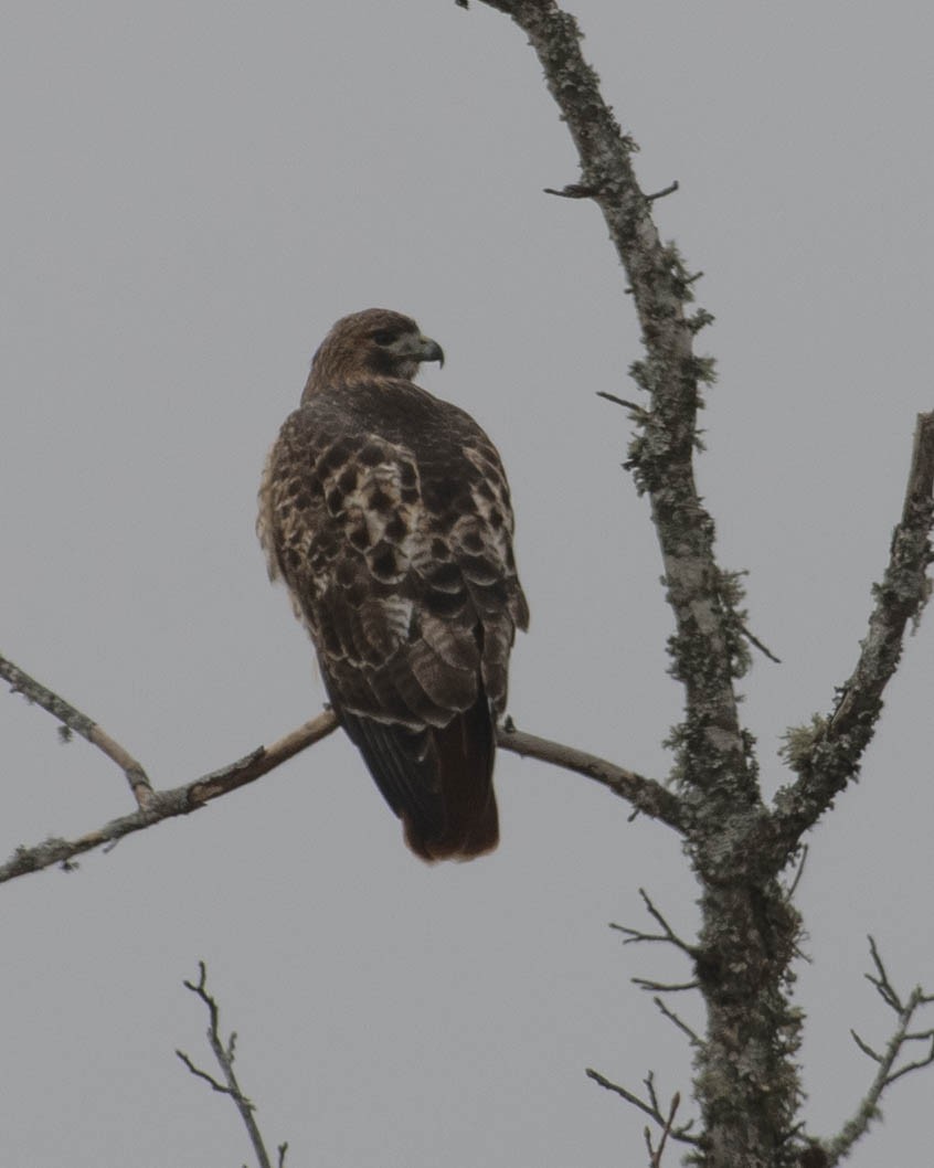 Red-tailed Hawk - ML611615680