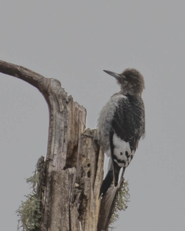 Red-headed Woodpecker - ML611615682