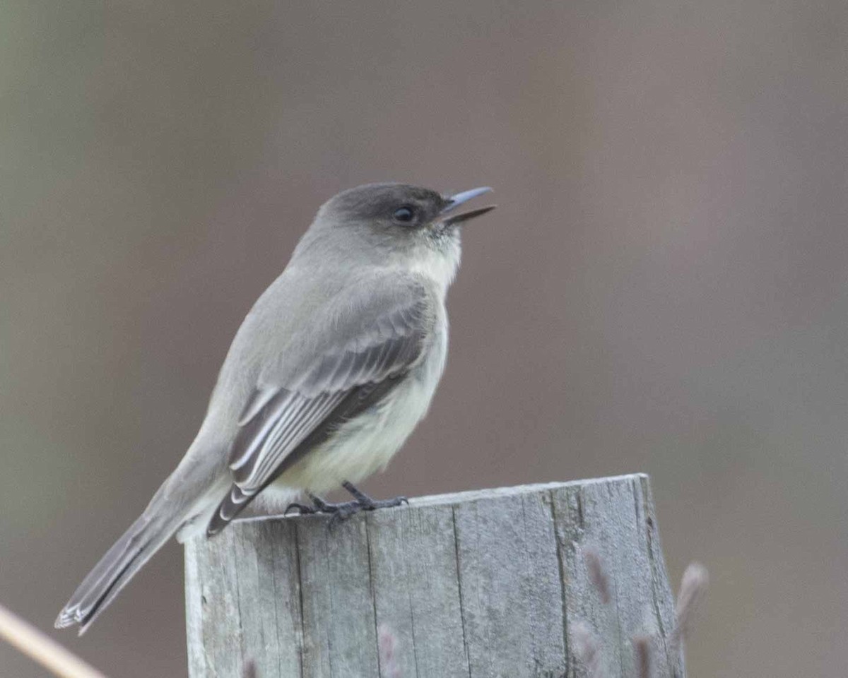 Eastern Phoebe - ML611615684