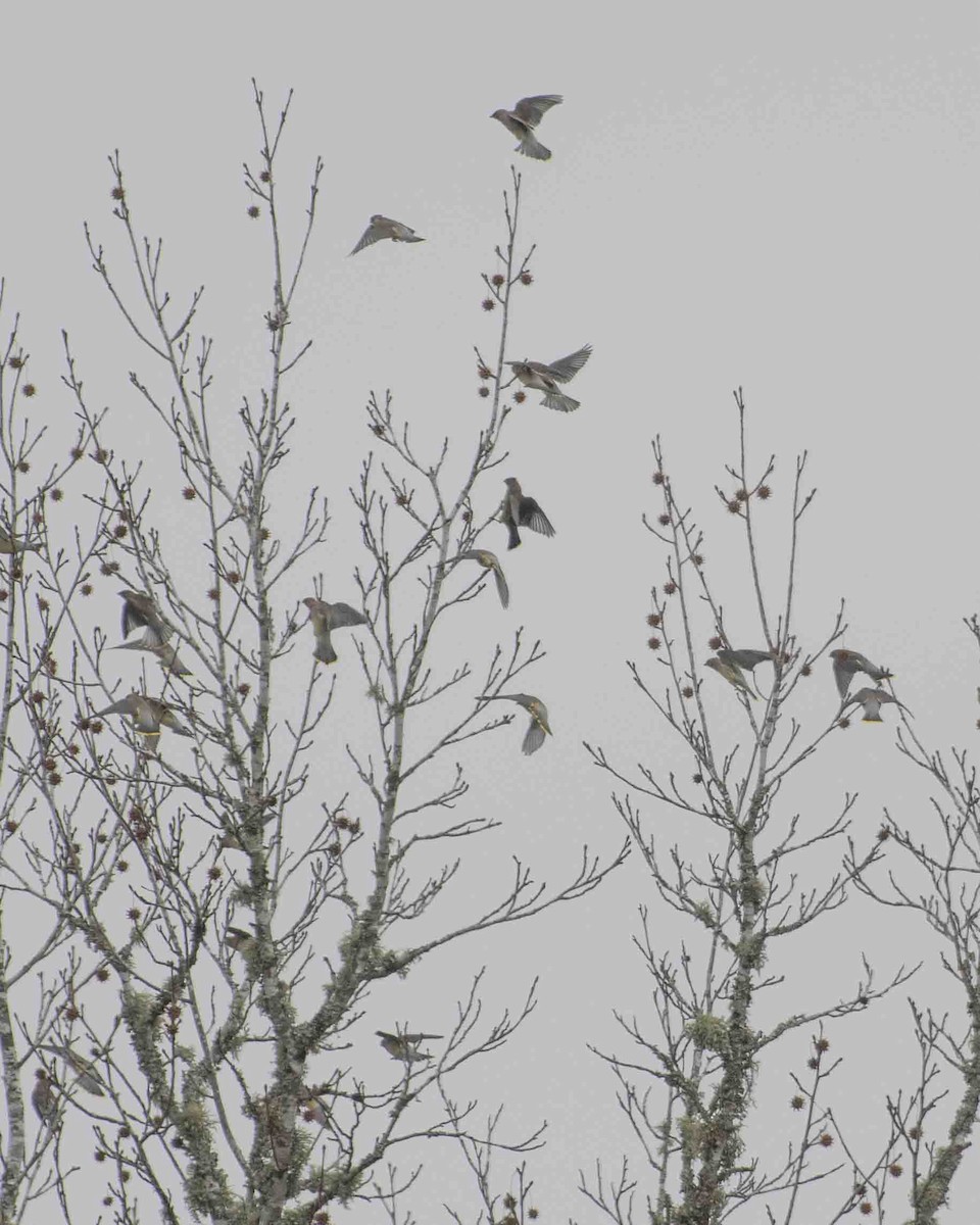 Cedar Waxwing - ML611615695