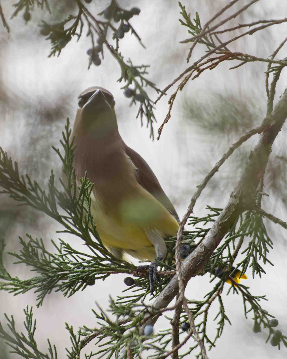 Cedar Waxwing - ML611615697
