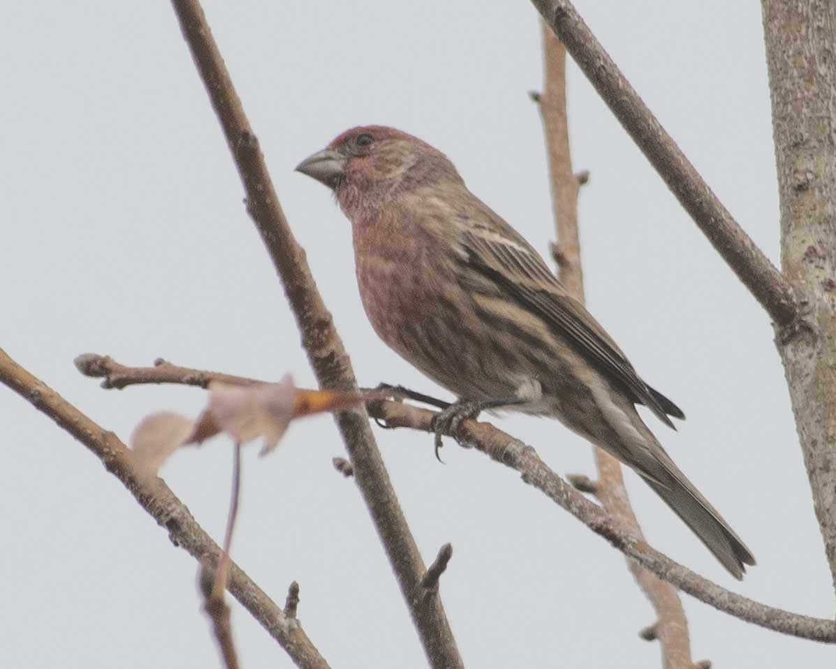 House Finch - ML611615701