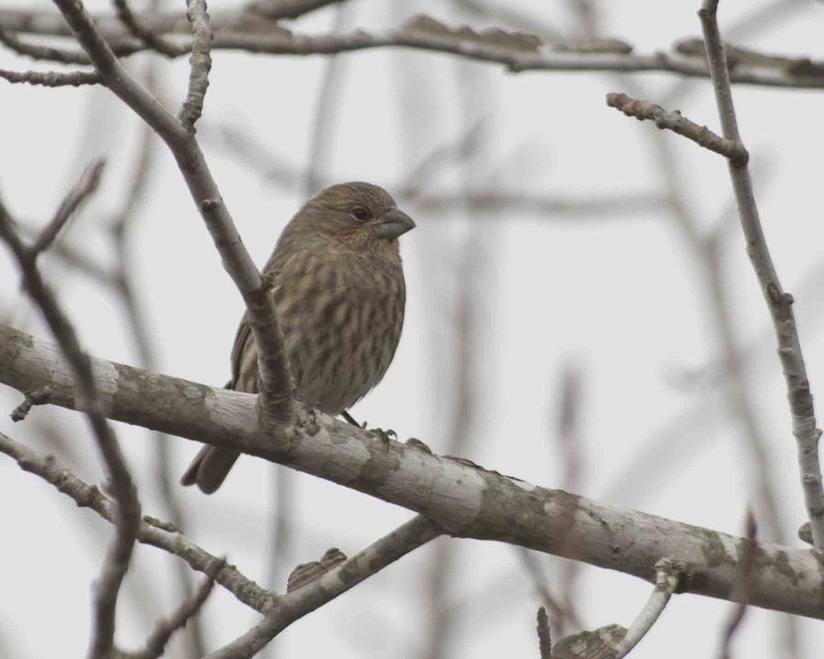 House Finch - ML611615702