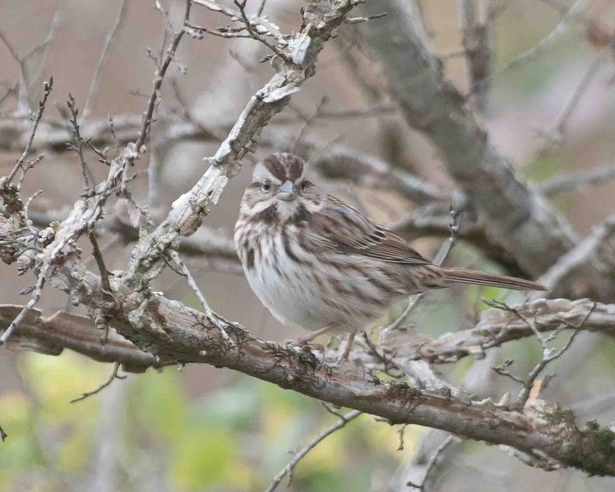 Song Sparrow - ML611615720