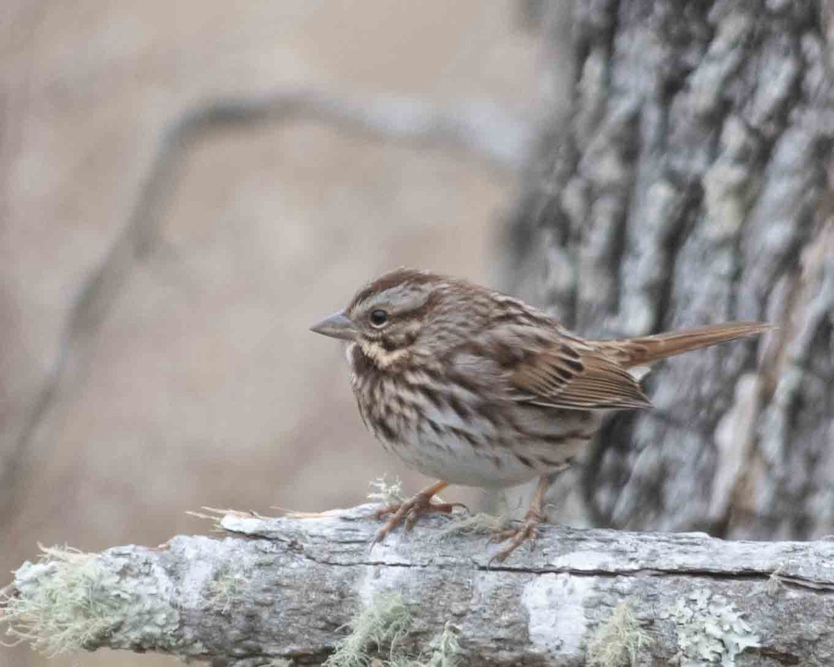 Song Sparrow - ML611615722