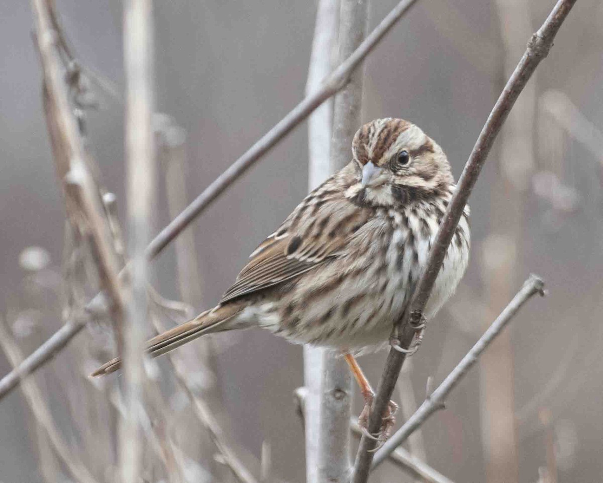 Song Sparrow - ML611615723