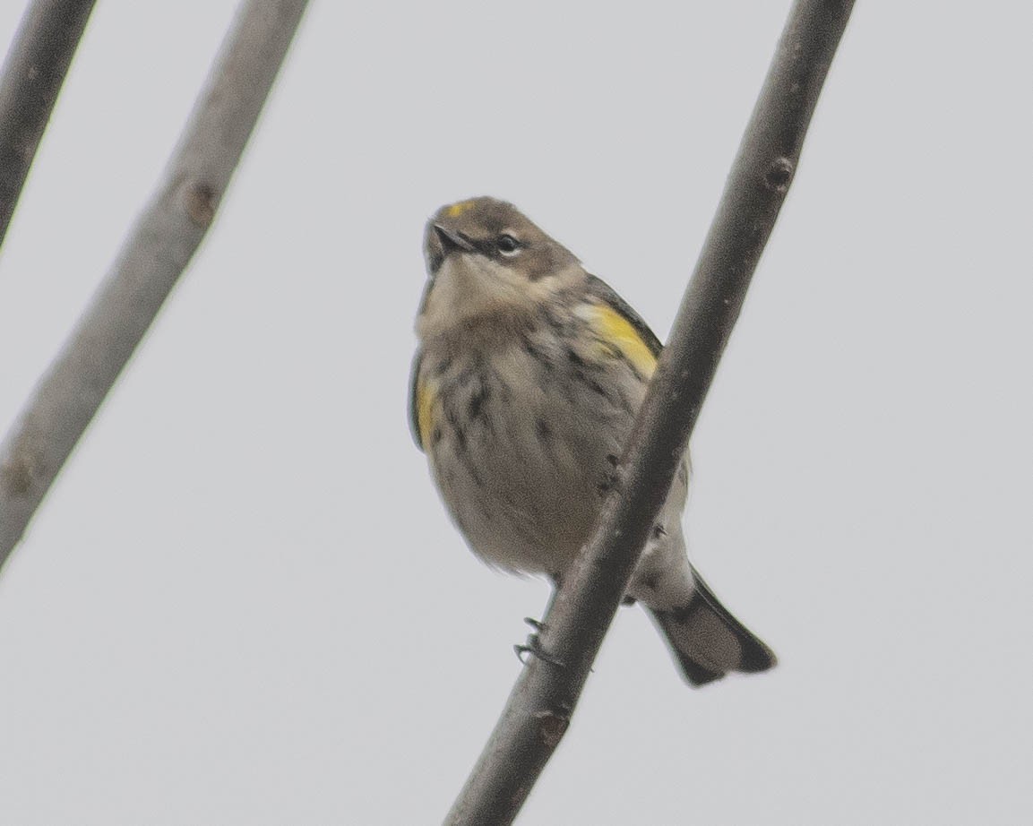 Yellow-rumped Warbler - ML611615738