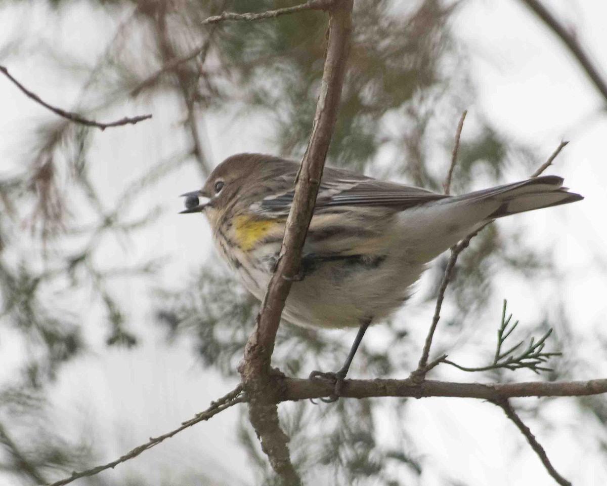 Yellow-rumped Warbler - ML611615739