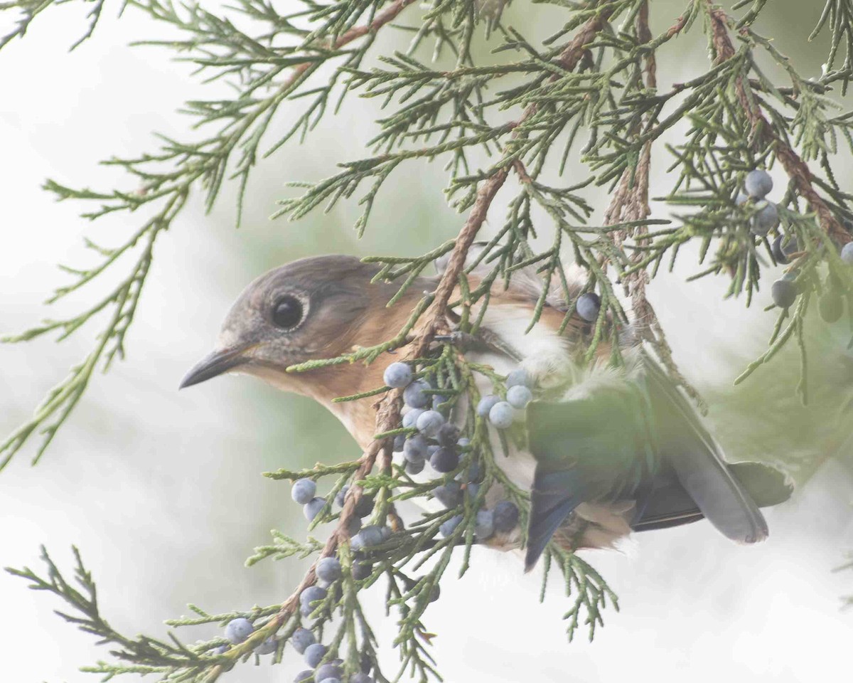Eastern Bluebird - ML611615744