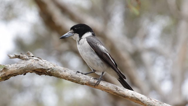 Gray Butcherbird - ML611615760