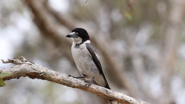 Gray Butcherbird - ML611615767