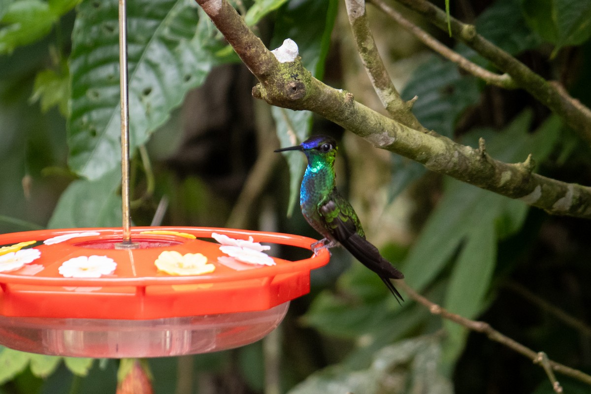 kolibřík fialovočelý - ML611615816