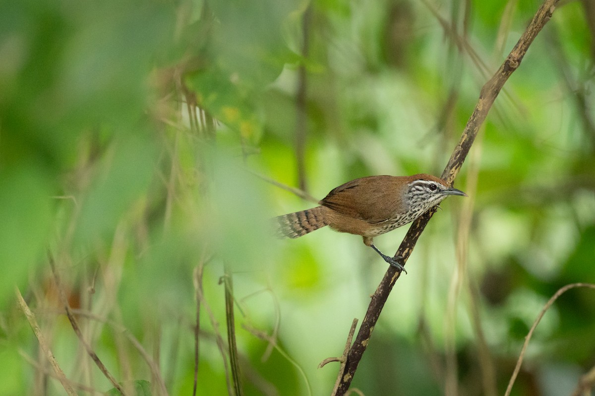 Spot-breasted Wren - ML611615867