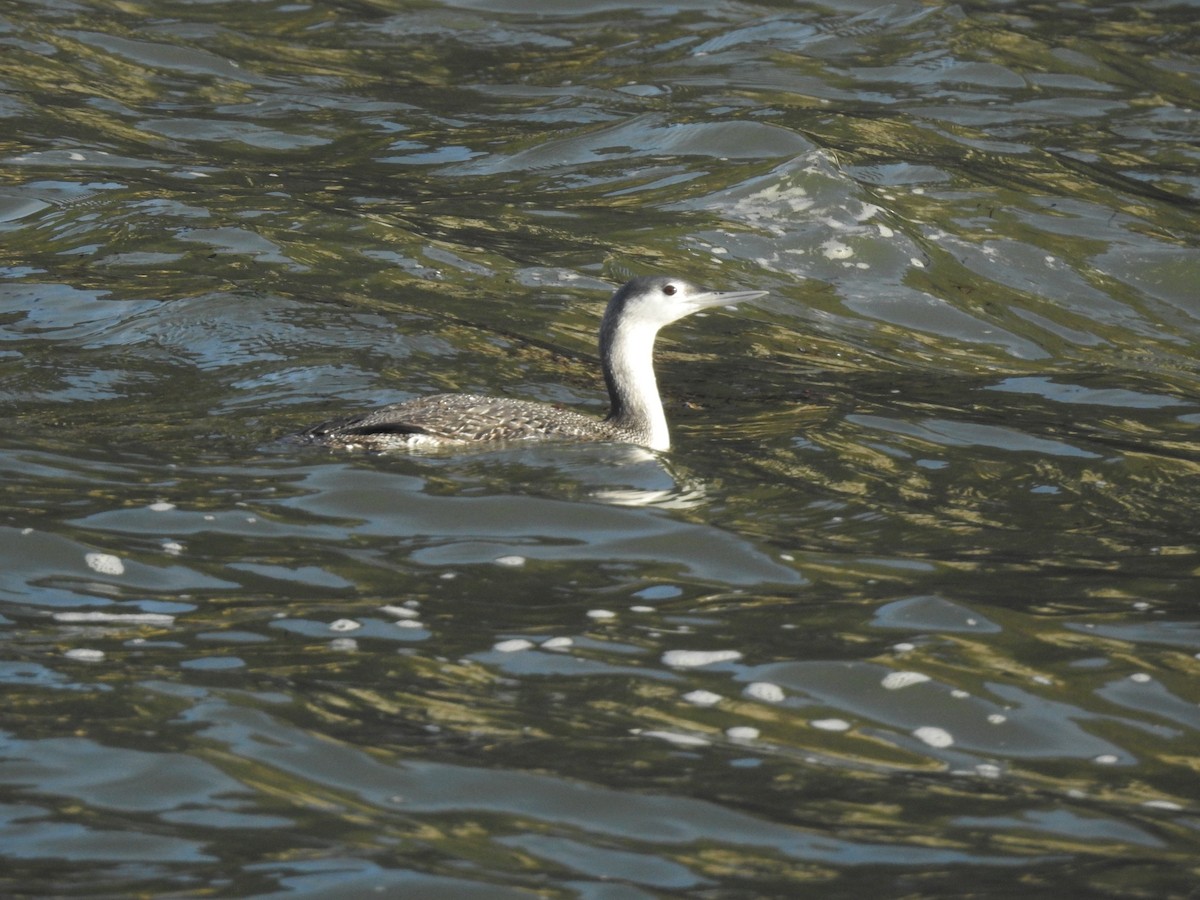 Red-throated Loon - ML611615889