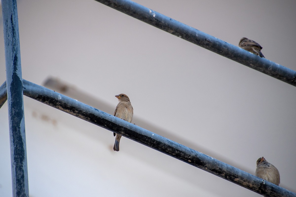 House Sparrow - ML611615968