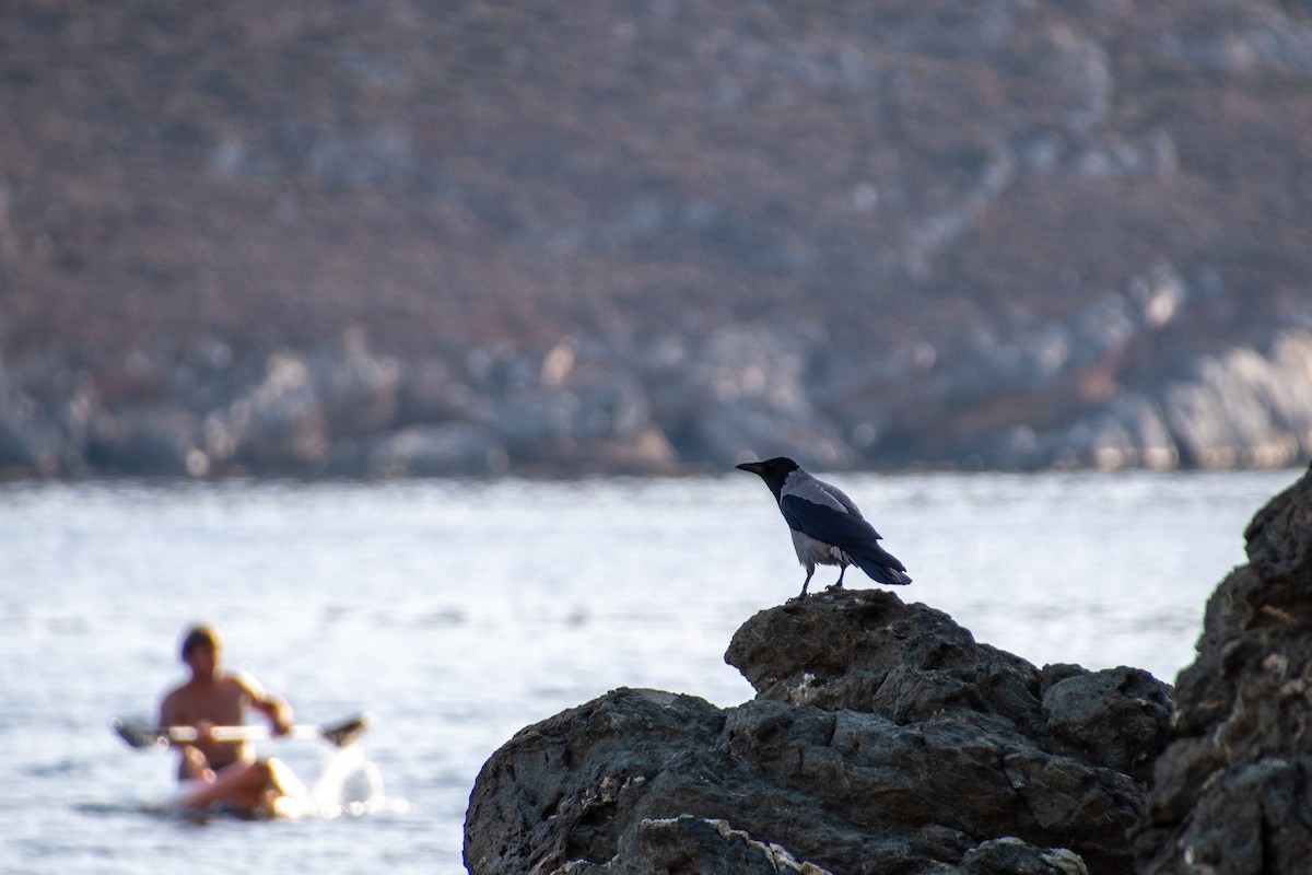 Hooded Crow - ML611615969