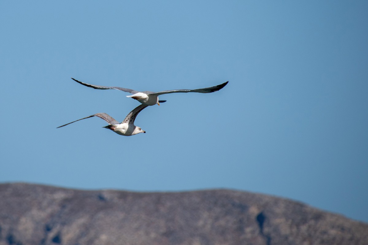 Yellow-legged Gull - ML611615970