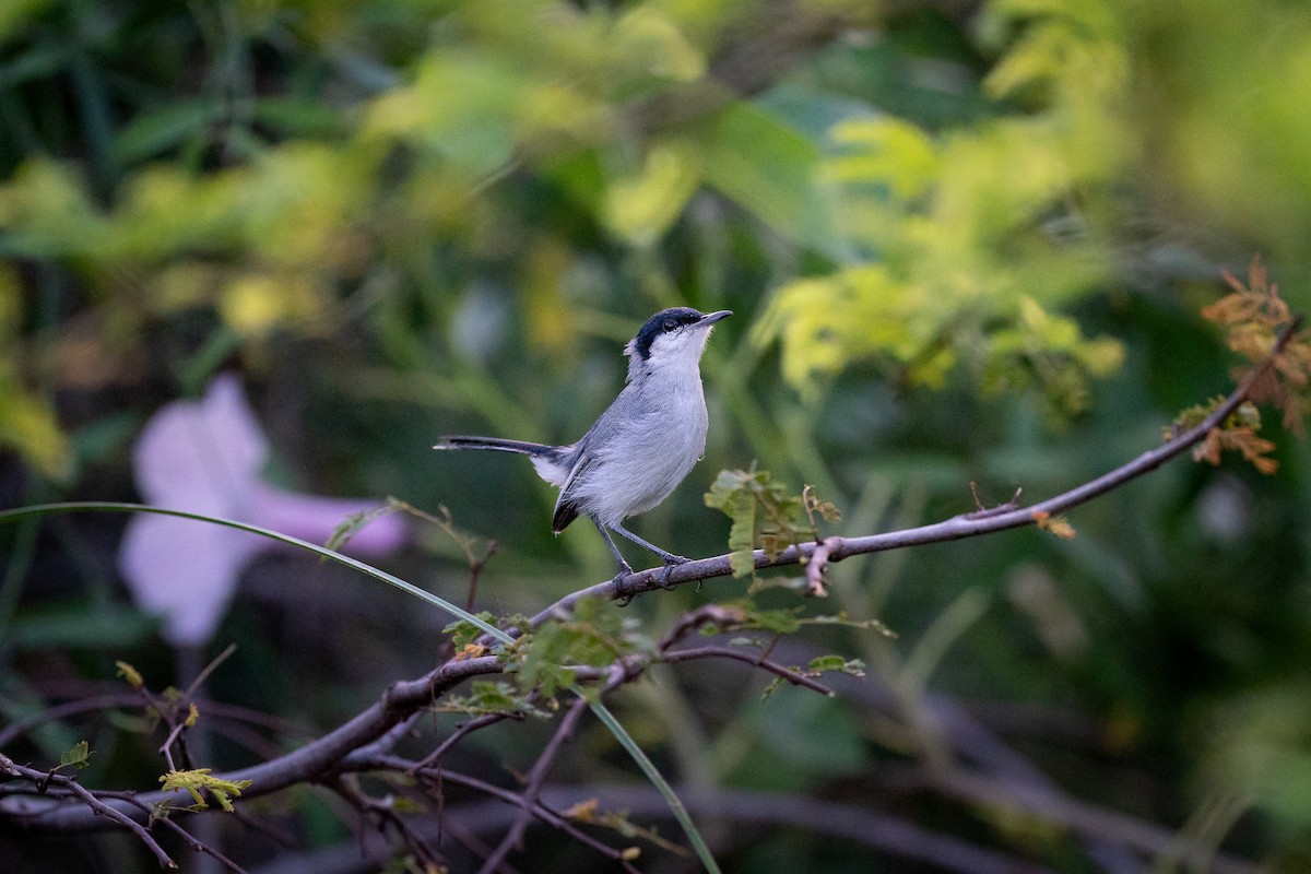 Tropical Gnatcatcher (plumbiceps/anteocularis) - ML611615972