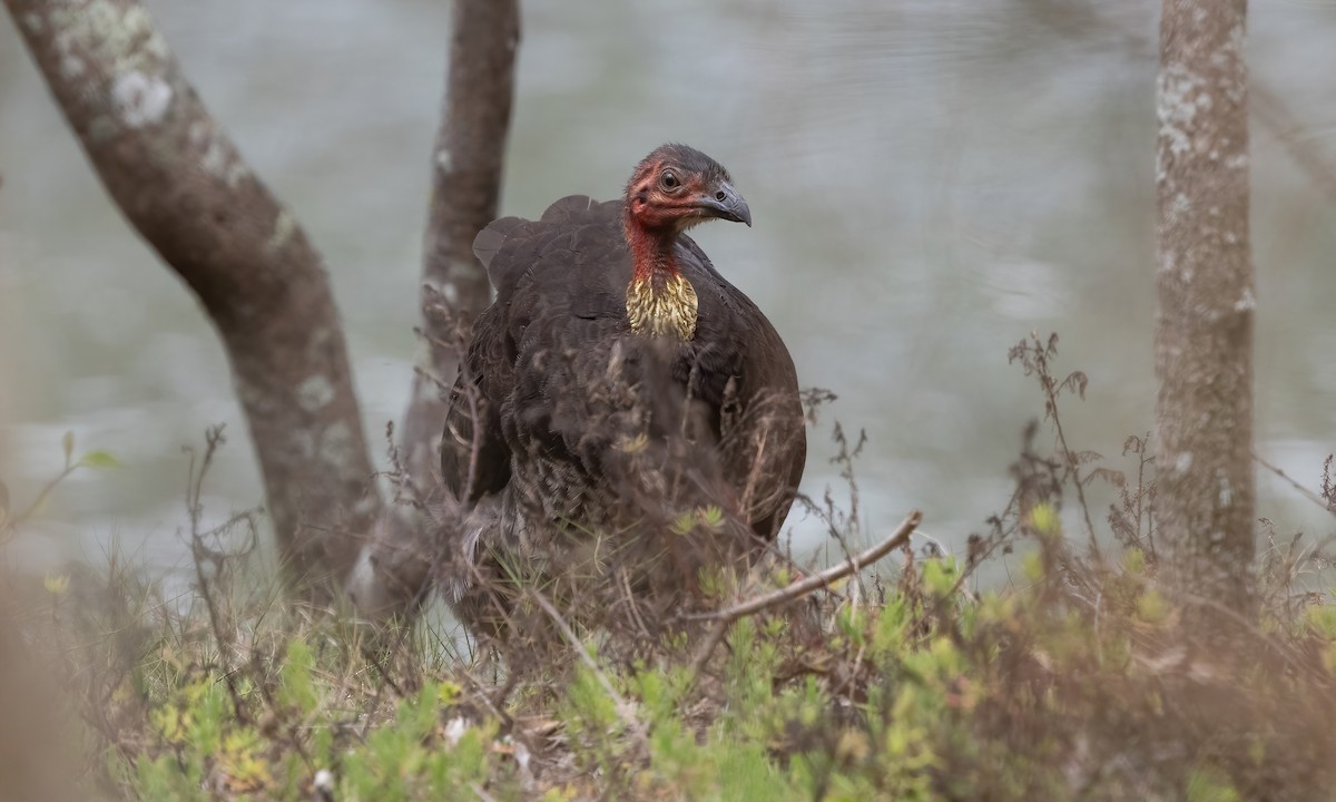 Australian Brushturkey - ML611616016