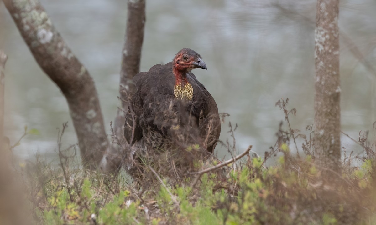 Australian Brushturkey - ML611616017