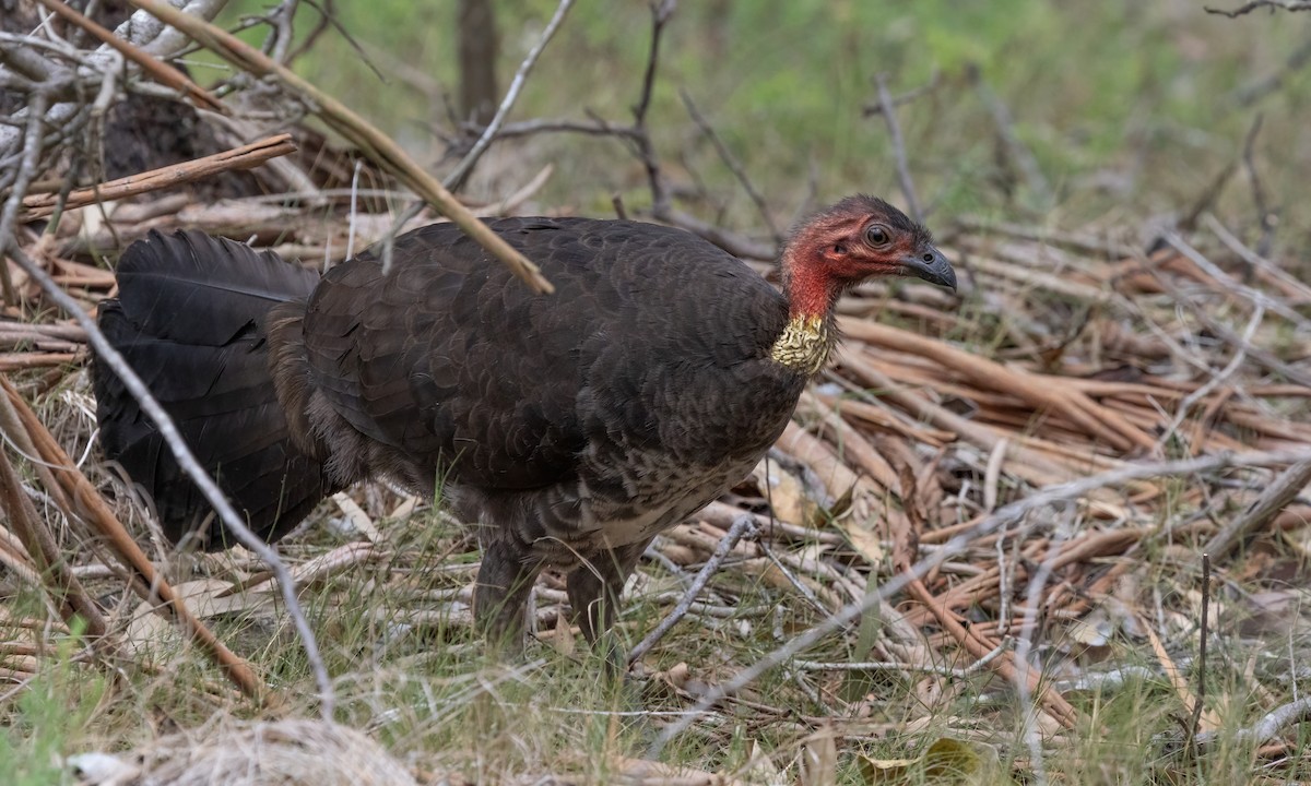 Australian Brushturkey - ML611616018