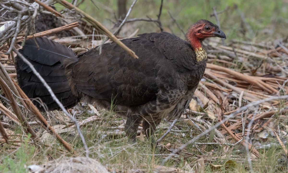 Australian Brushturkey - ML611616019