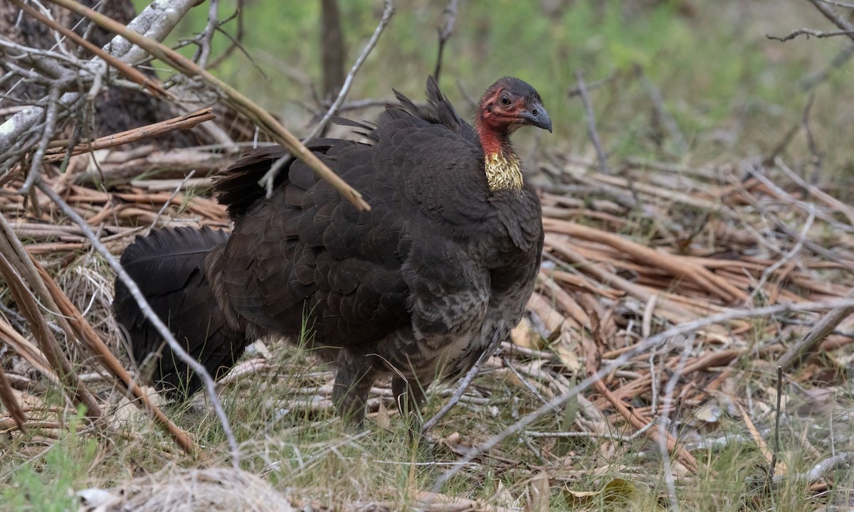 Australian Brushturkey - ML611616020