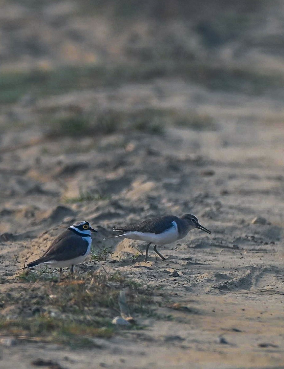 Common Sandpiper - Abhishek Sharma