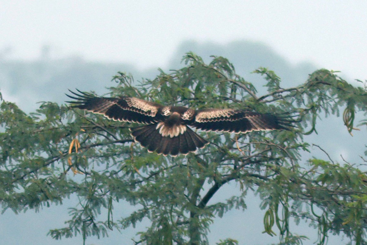 Booted Eagle - ML611616170