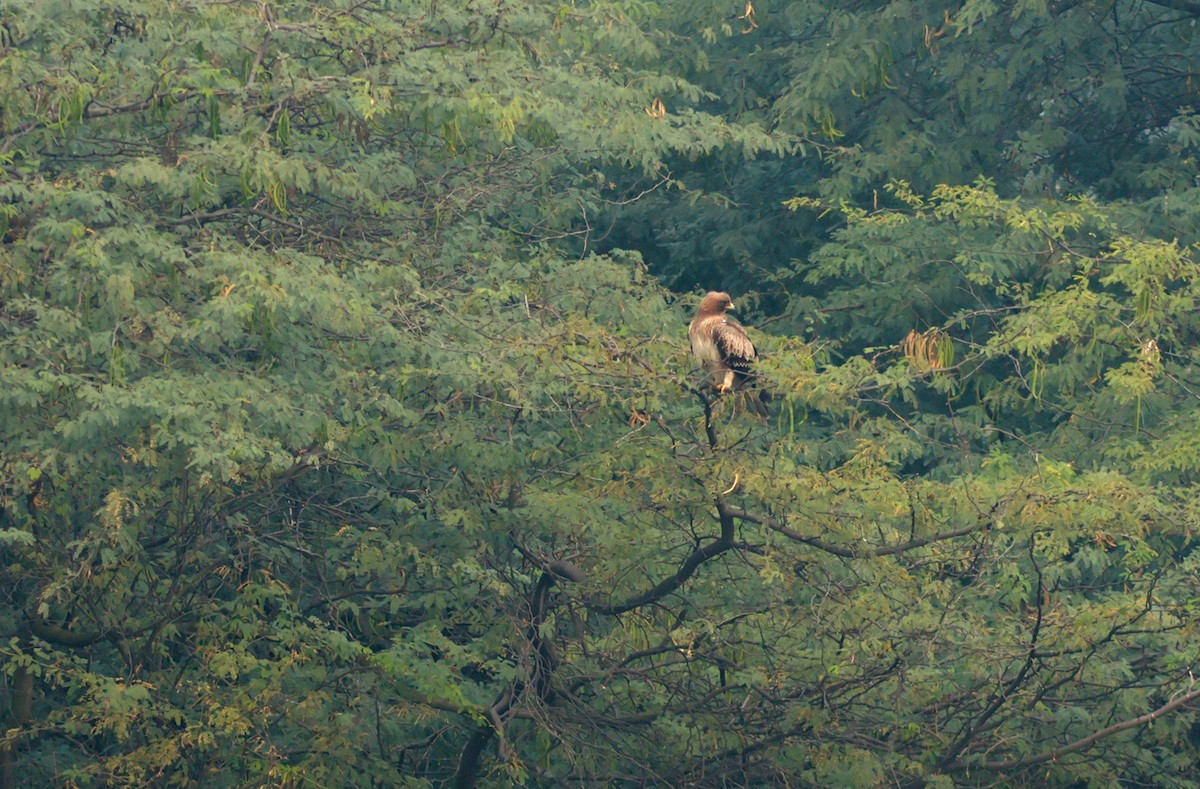 Booted Eagle - ML611616171