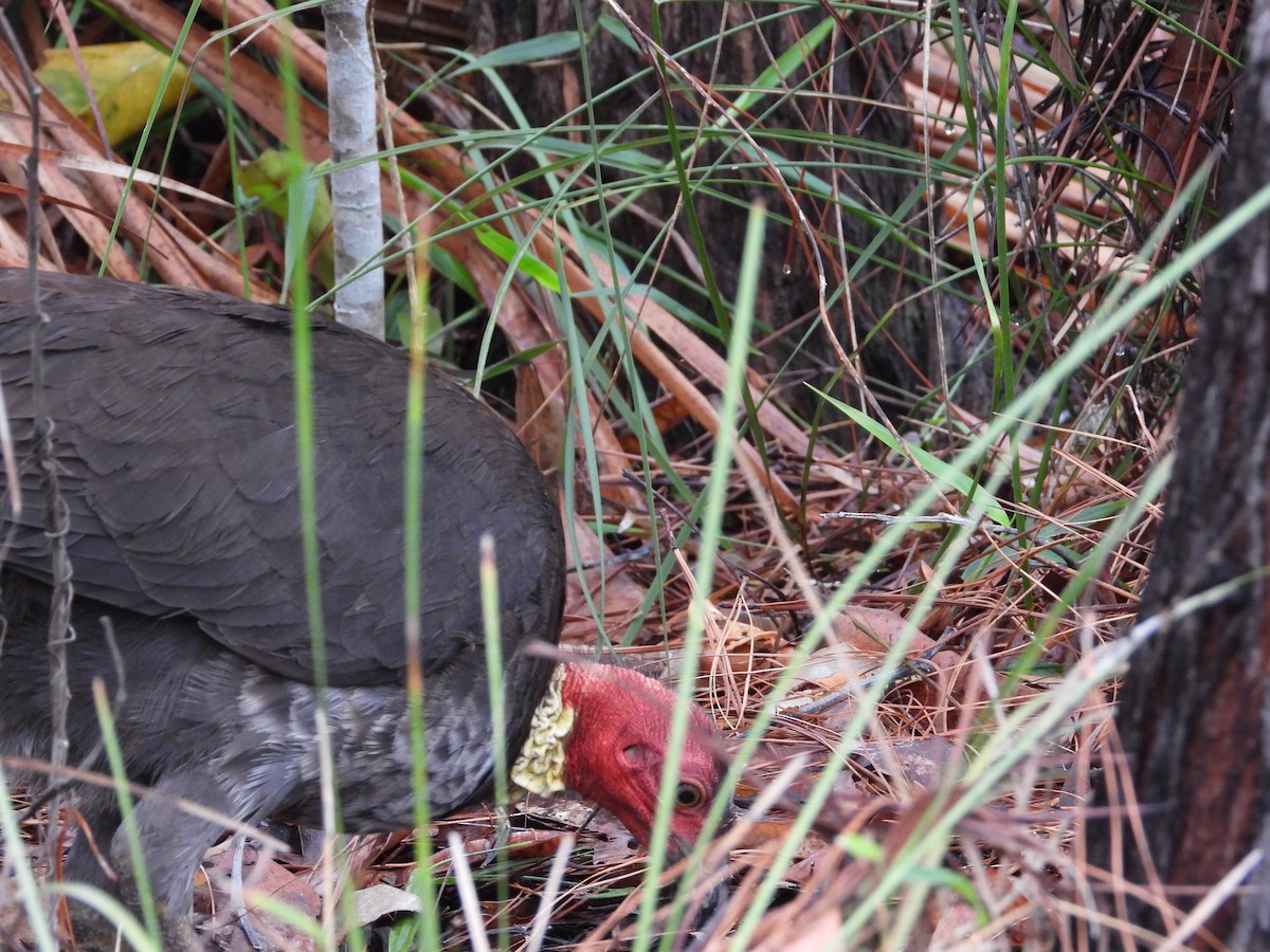 Australian Brushturkey - ML611616210